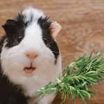 Can Guinea Pigs Eat Rosemary