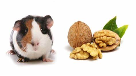 Can Guinea Pigs Eat Walnuts