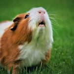 Guinea Pigs Eat Radicchio?