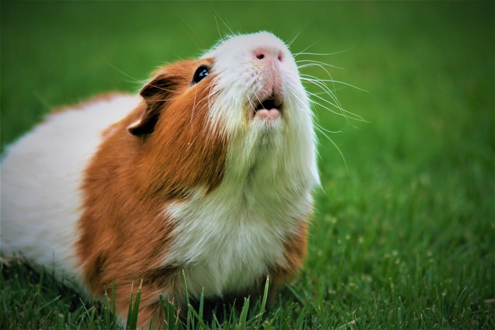 Guinea Pigs Eat Radicchio?