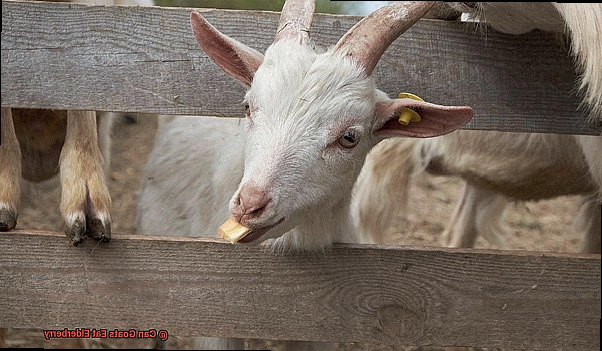 Can Goats Eat Elderberry-2