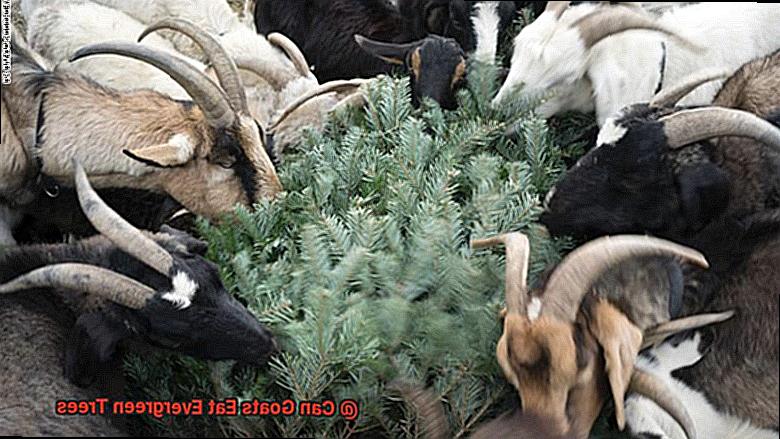 Can Goats Eat Evergreen Trees-3