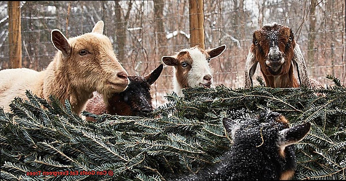 Can Goats Eat Evergreen Trees-5