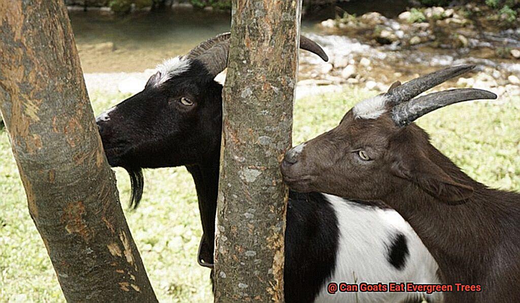 Can Goats Eat Evergreen Trees-2