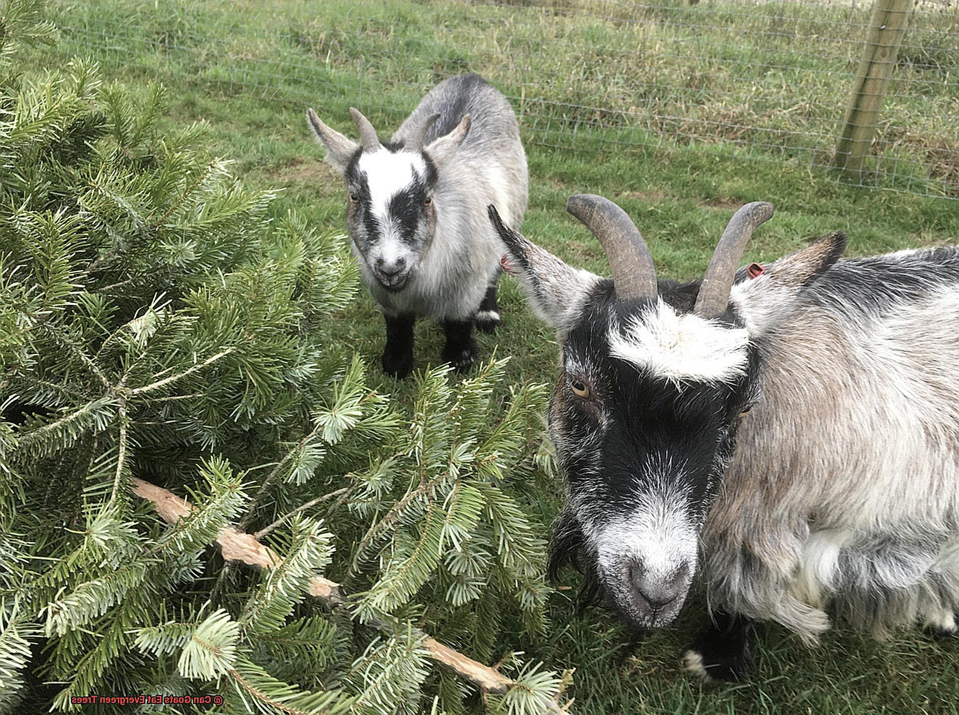 Can Goats Eat Evergreen Trees-8