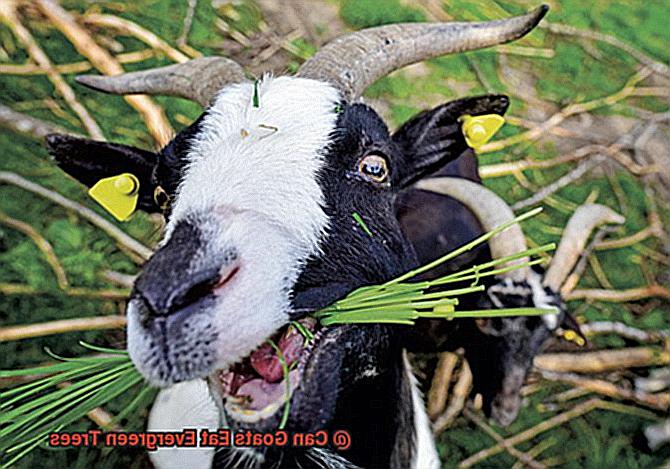 Can Goats Eat Evergreen Trees-7
