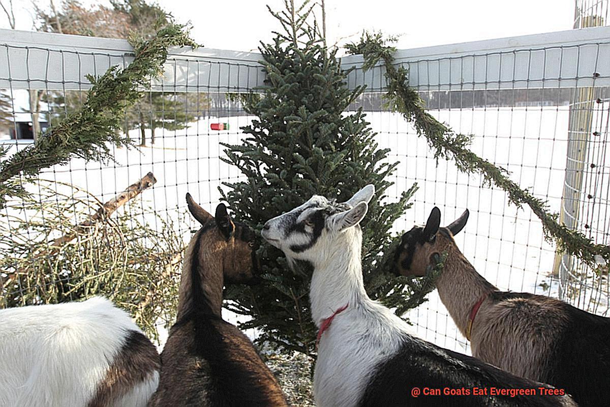 Can Goats Eat Evergreen Trees-6