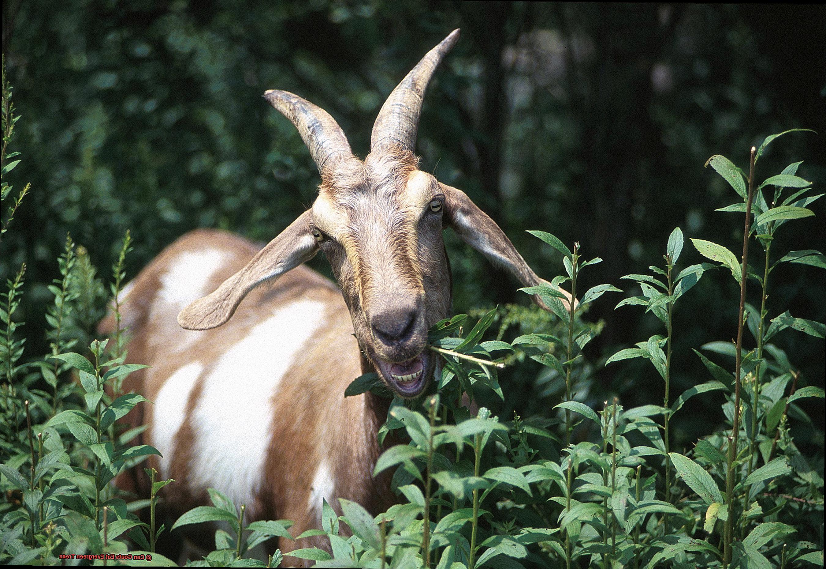 Can Goats Eat Evergreen Trees-4