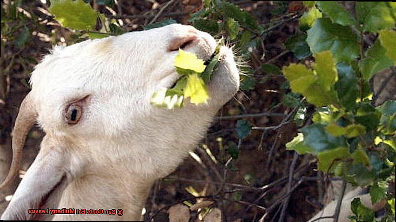 Can Goats Eat Mulberry Leaves-5