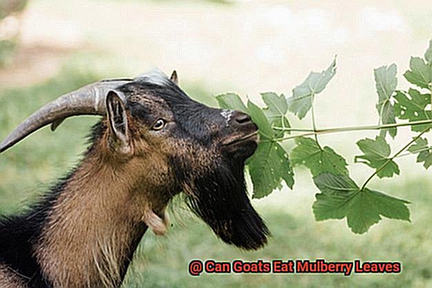 Can Goats Eat Mulberry Leaves-4