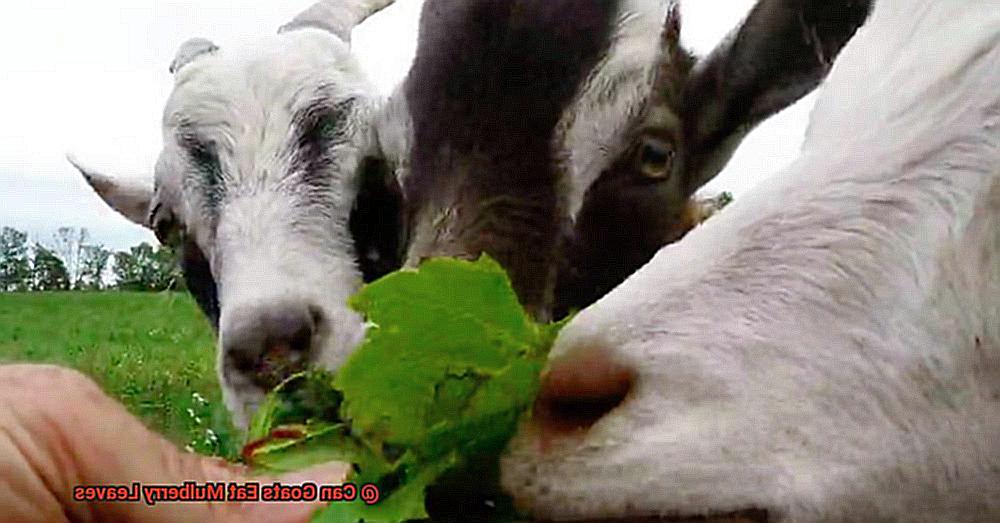 Can Goats Eat Mulberry Leaves-2
