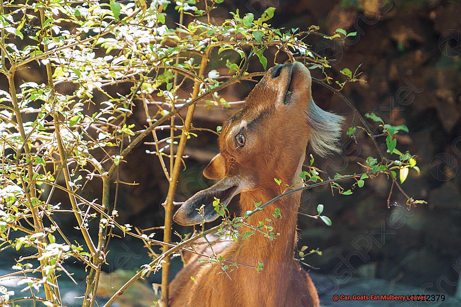 Can Goats Eat Mulberry Leaves-3