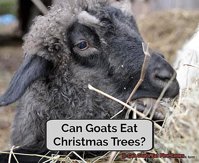 Can Goats Eat Pine Cones-4
