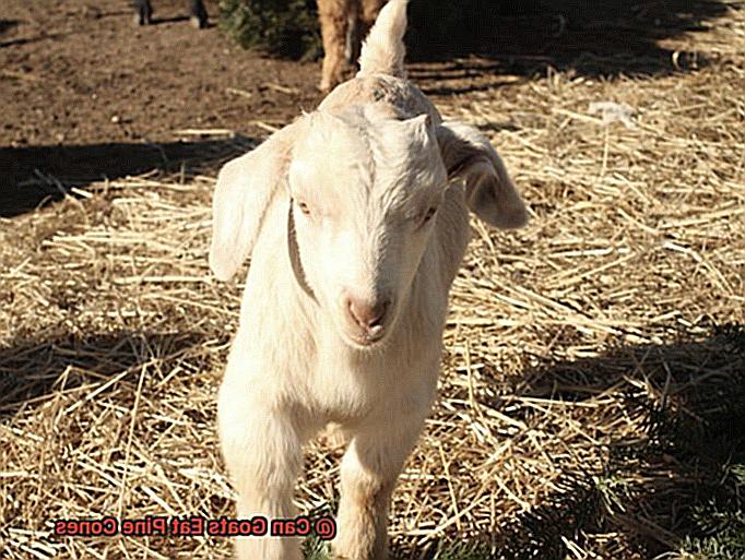 Can Goats Eat Pine Cones-6