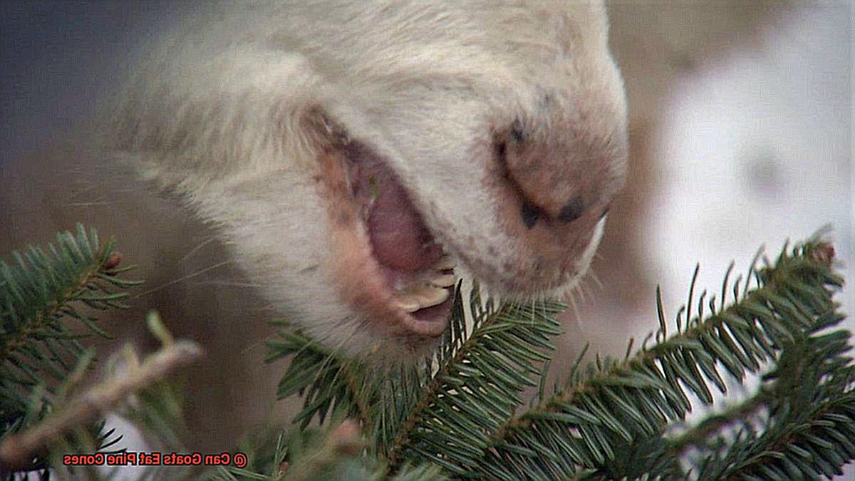 Can Goats Eat Pine Cones-2