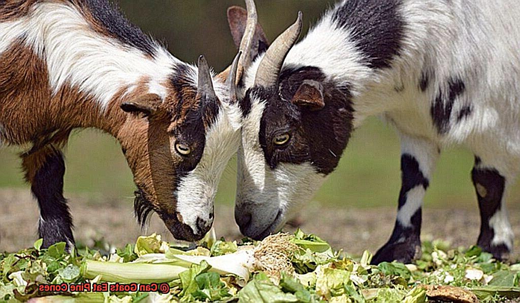 Can Goats Eat Pine Cones-5