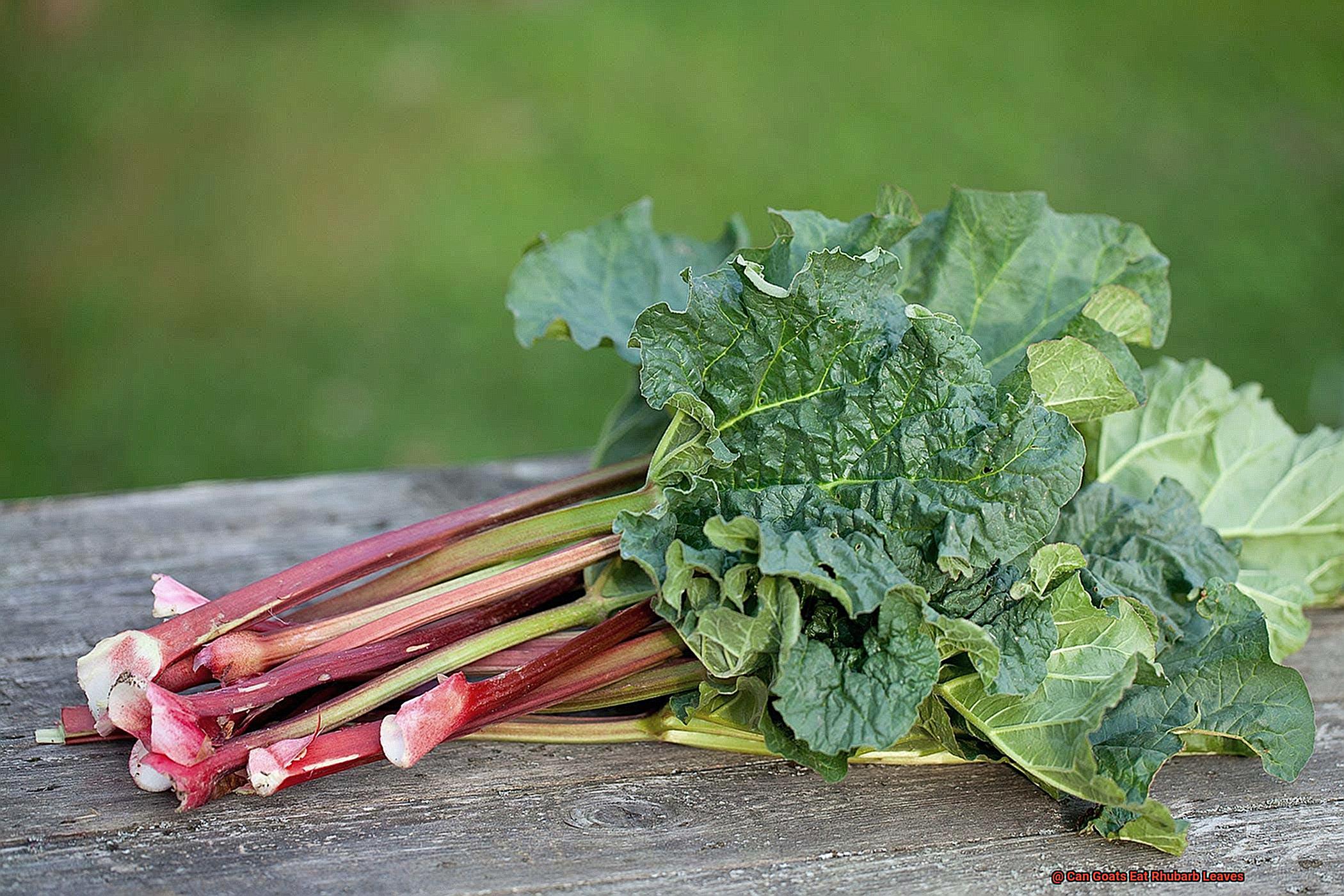 Can Goats Eat Rhubarb Leaves-2