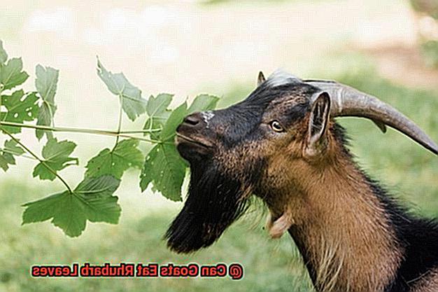 Can Goats Eat Rhubarb Leaves-4