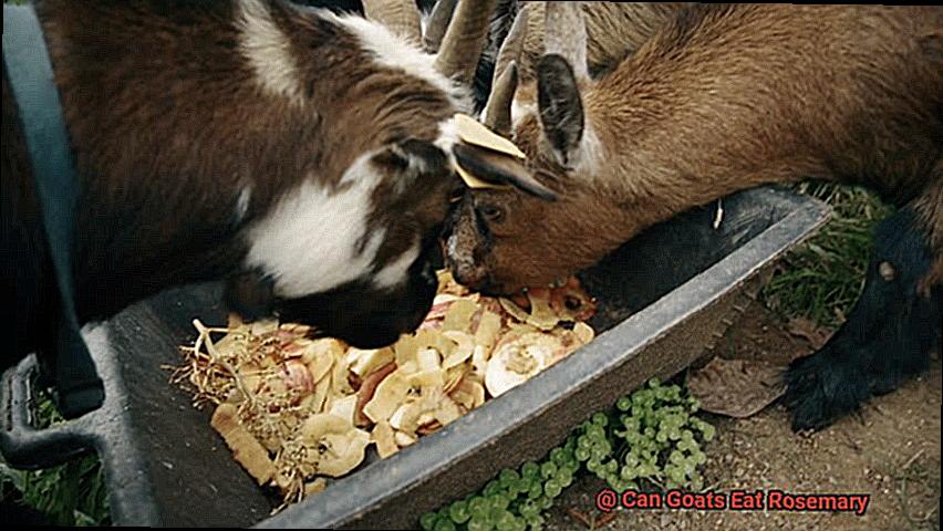 Can Goats Eat Rosemary-2