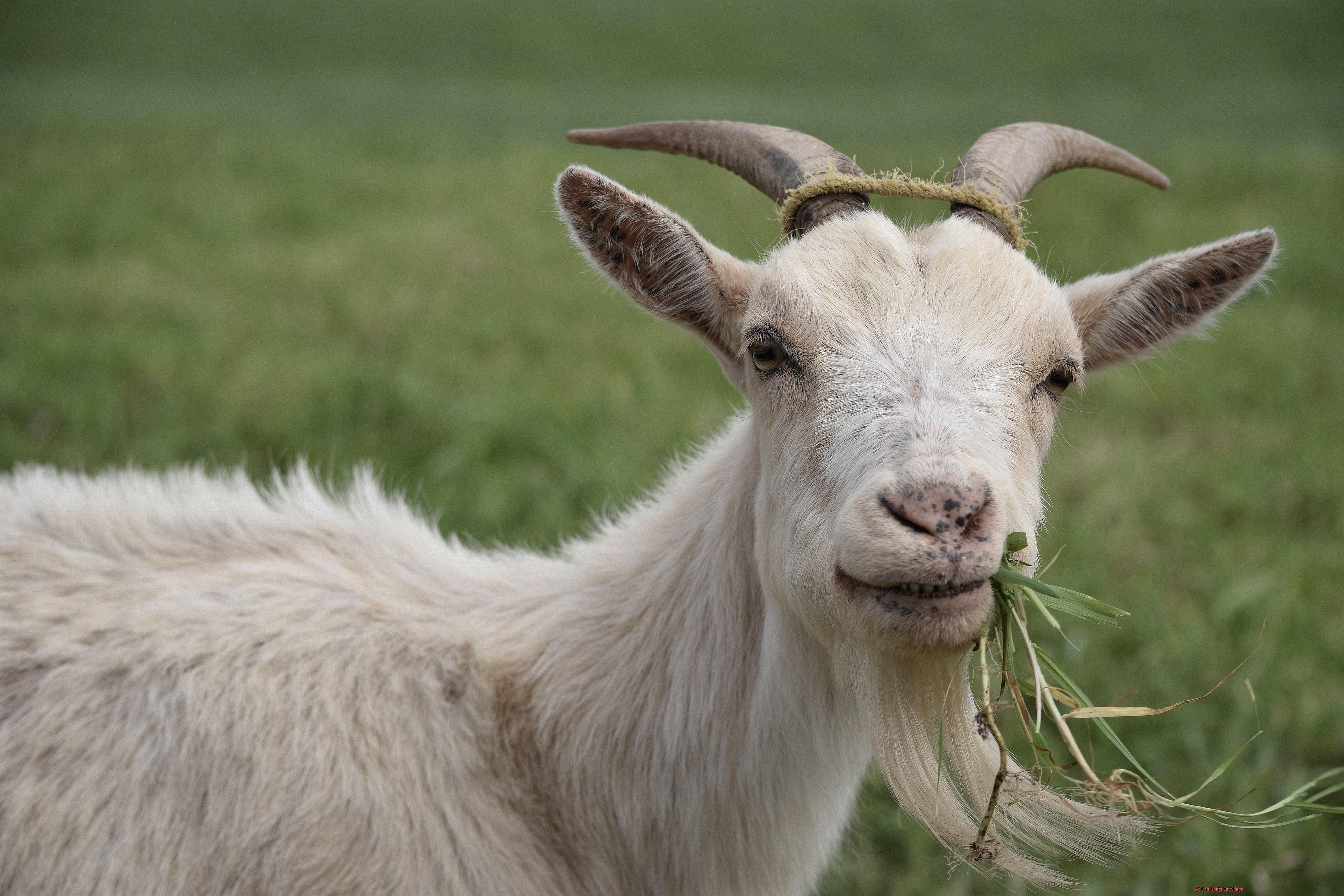 Can Goats Eat Silage-2