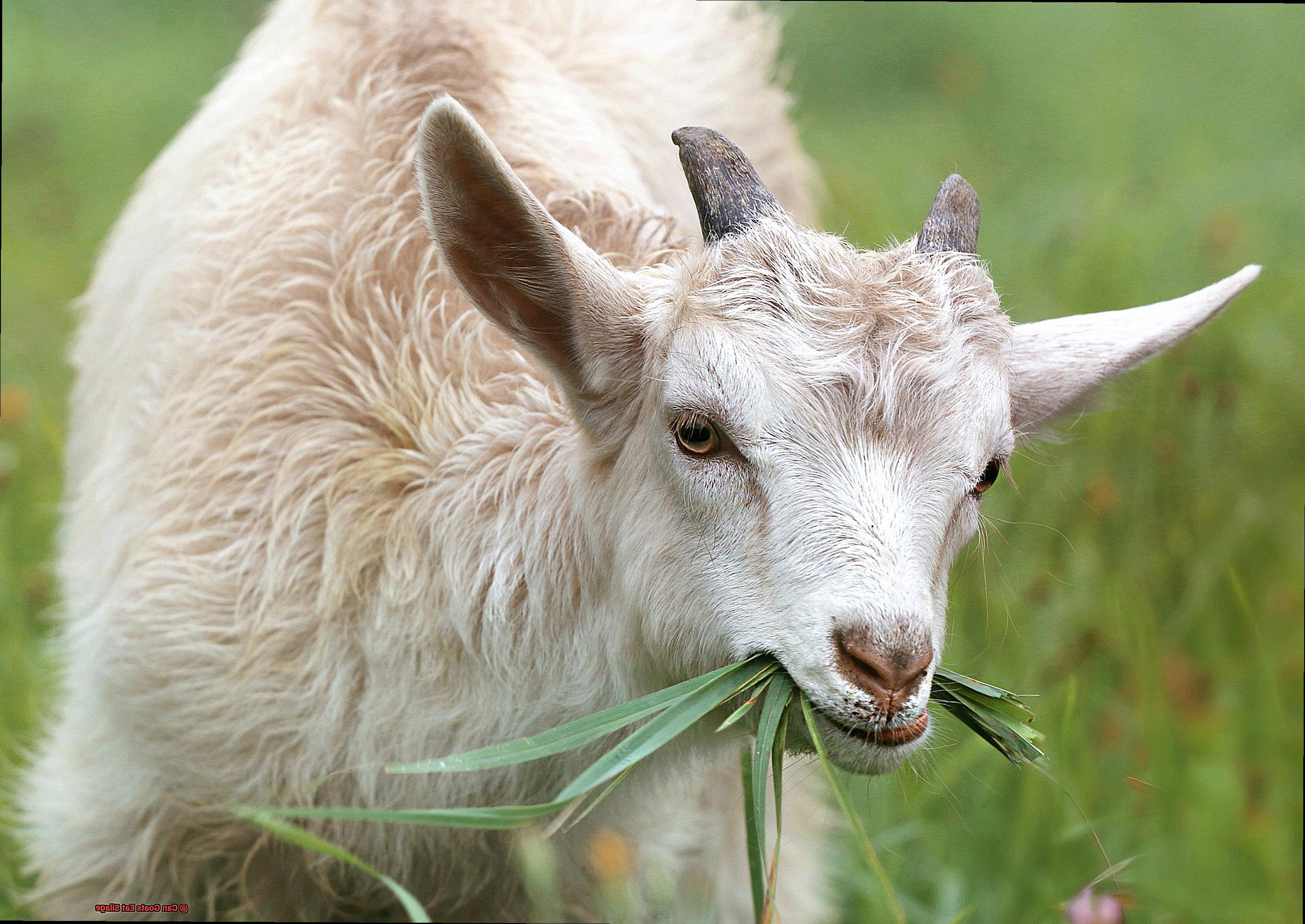 Can Goats Eat Silage-5