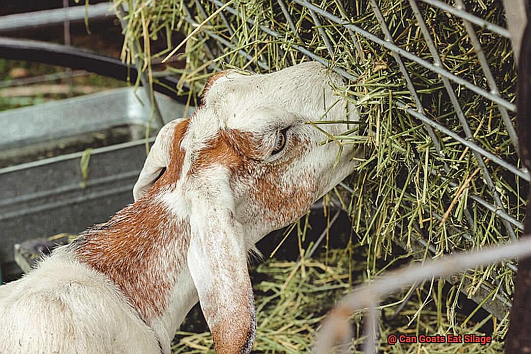 Can Goats Eat Silage-6