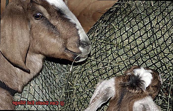 Can Goats Eat Silage-3