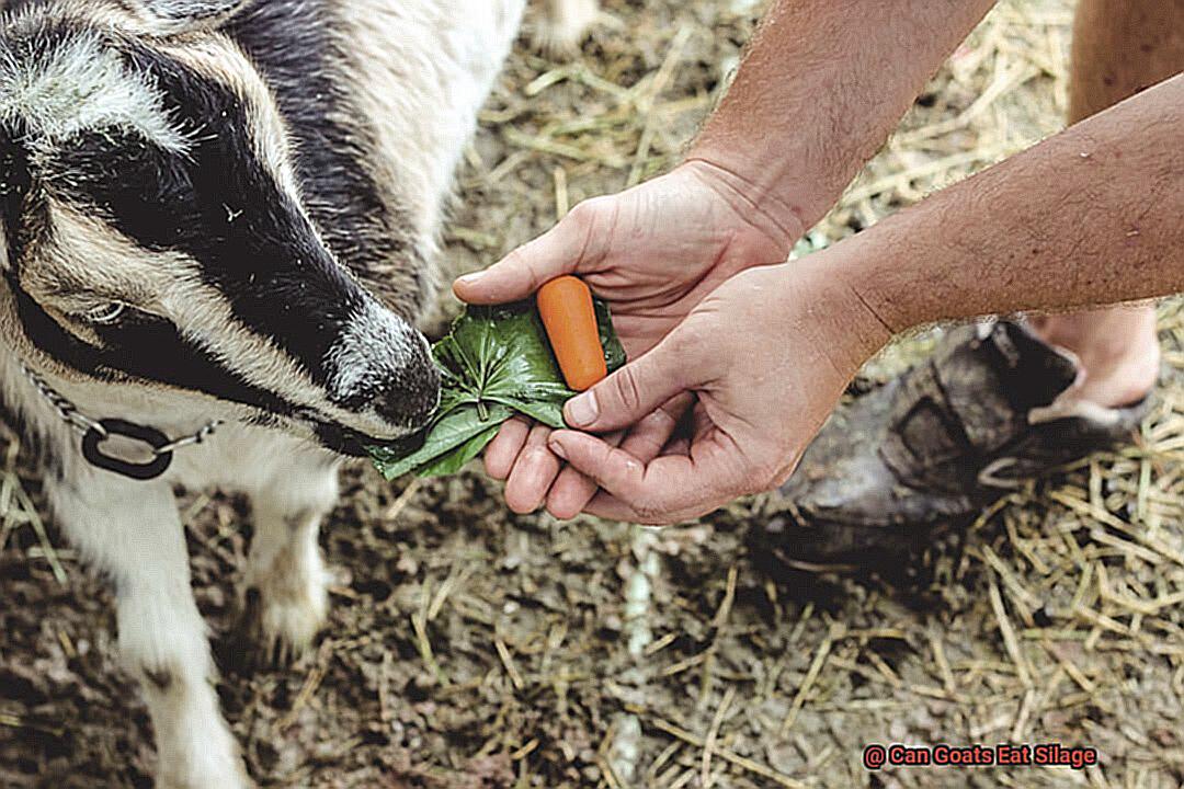 Can Goats Eat Silage-4