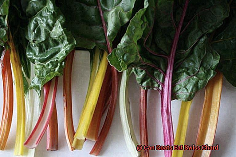 Can Goats Eat Swiss Chard-5