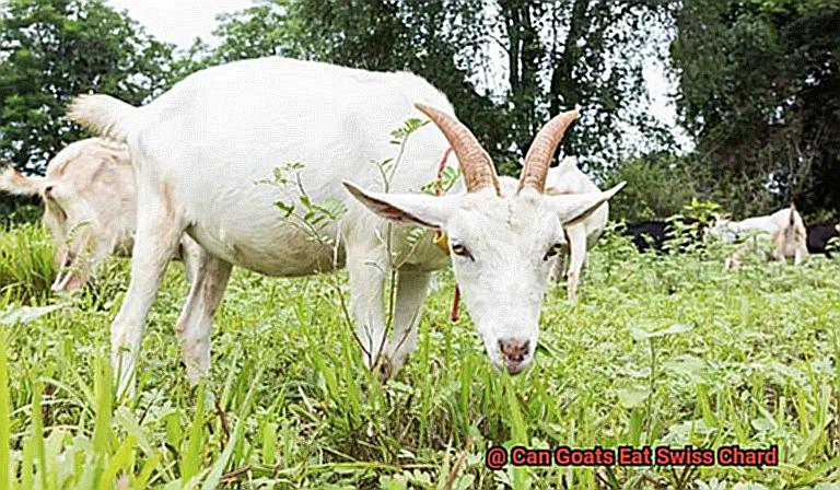 Can Goats Eat Swiss Chard-8