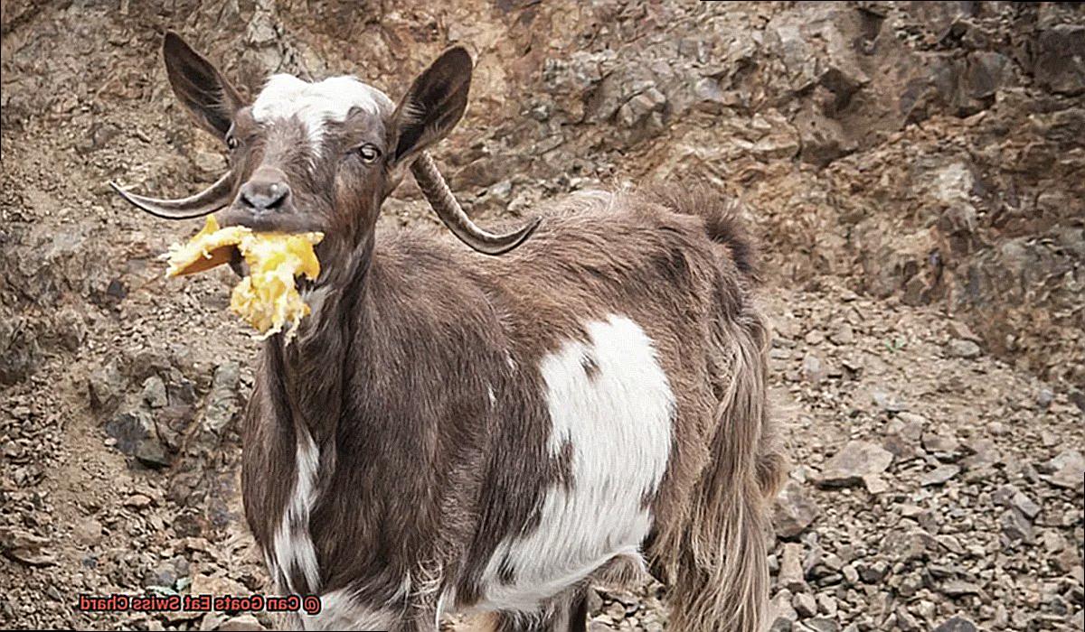 Can Goats Eat Swiss Chard-7