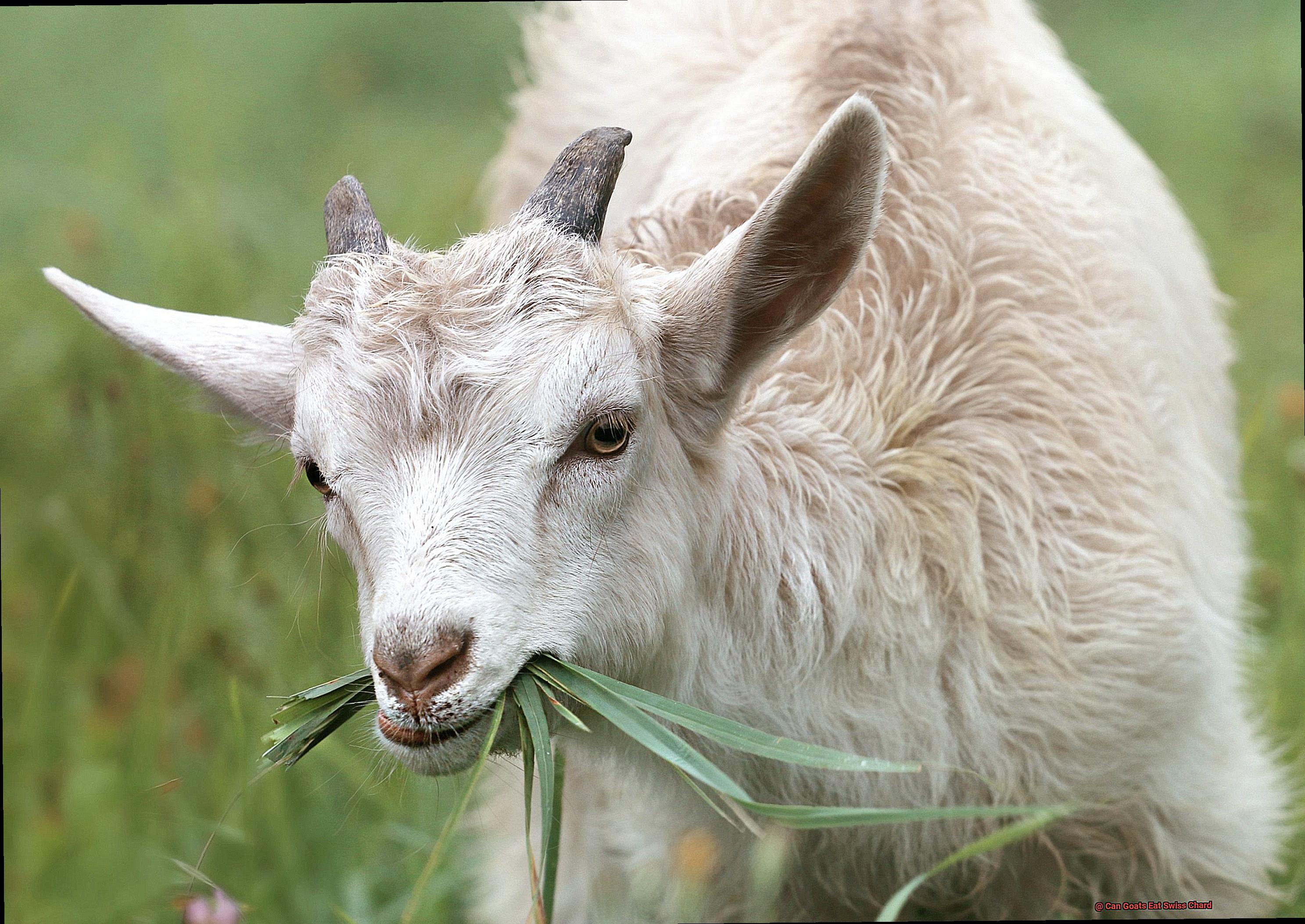 Can Goats Eat Swiss Chard-9