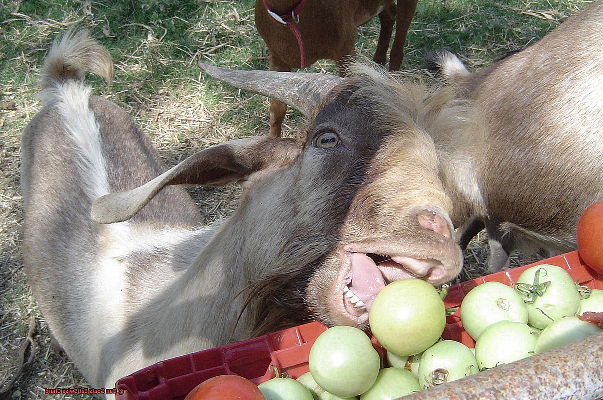Can Goats Eat Swiss Chard-2
