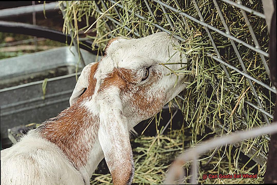 Can Goats Eat Wheat-3