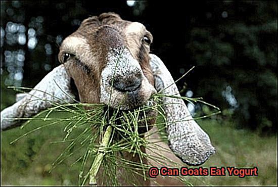 Can Goats Eat Yogurt-4