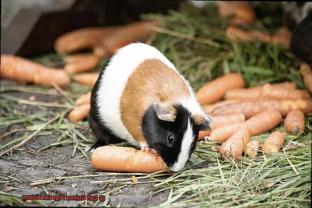 Can Guinea Pigs Eat Acorns-3