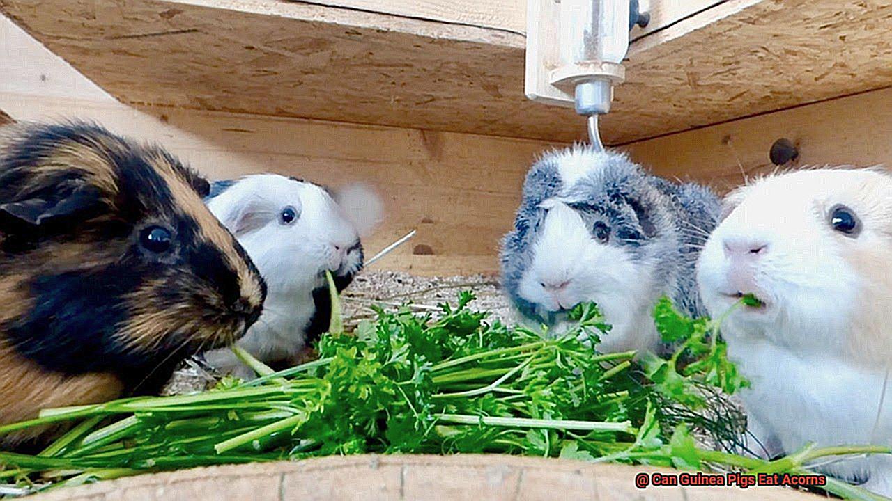 Can Guinea Pigs Eat Acorns-4