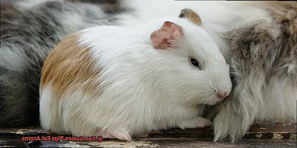 Can Guinea Pigs Eat Acorns-2