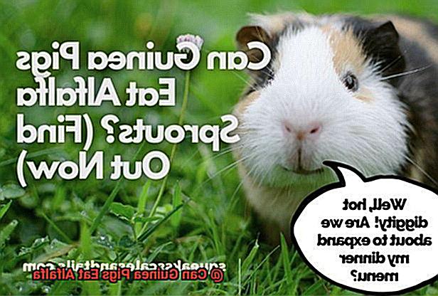Can Guinea Pigs Eat Alfalfa-2
