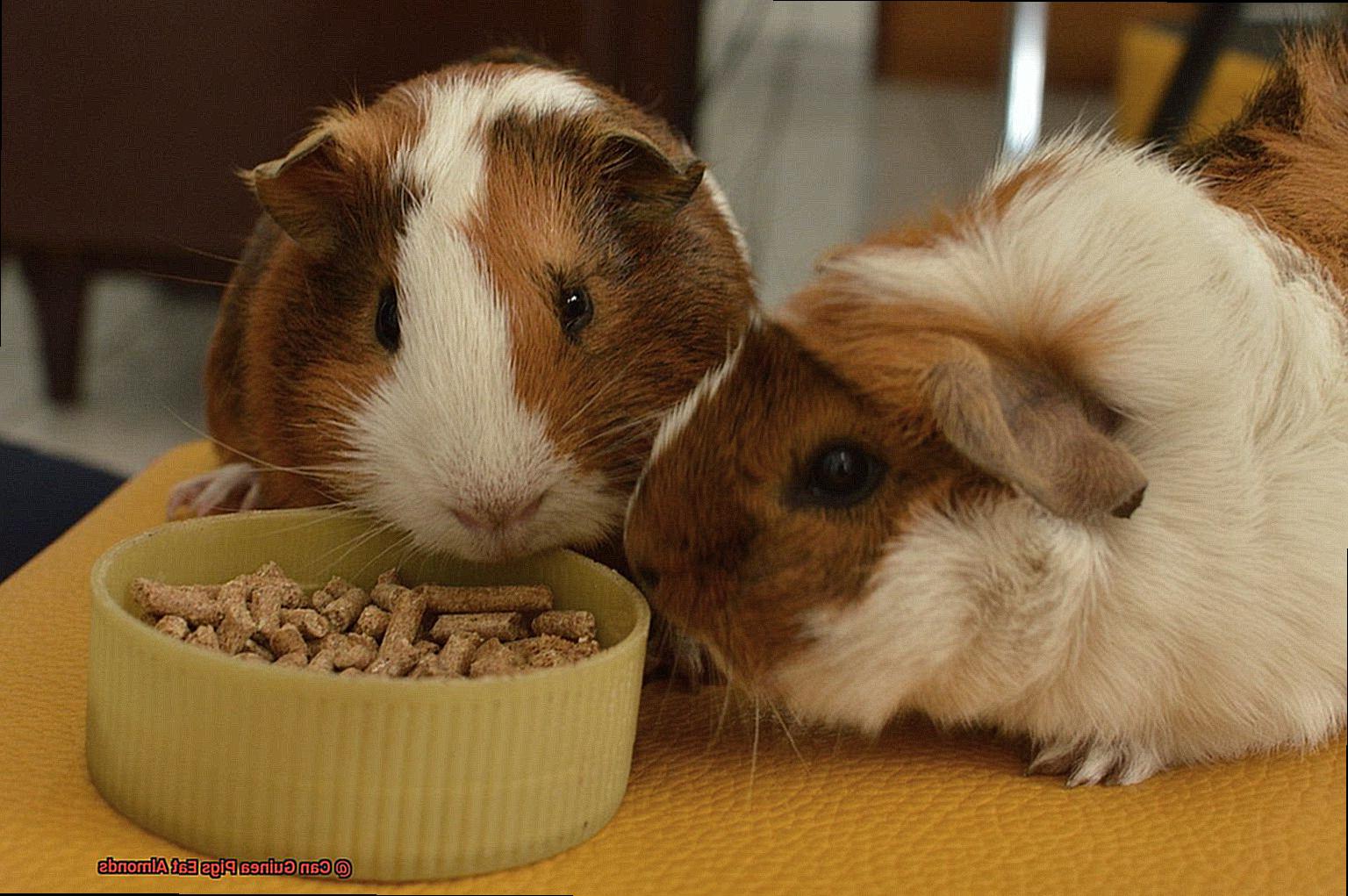 Can Guinea Pigs Eat Almonds-4