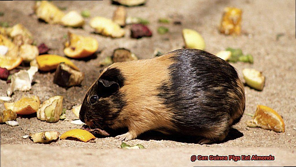 Can Guinea Pigs Eat Almonds-5