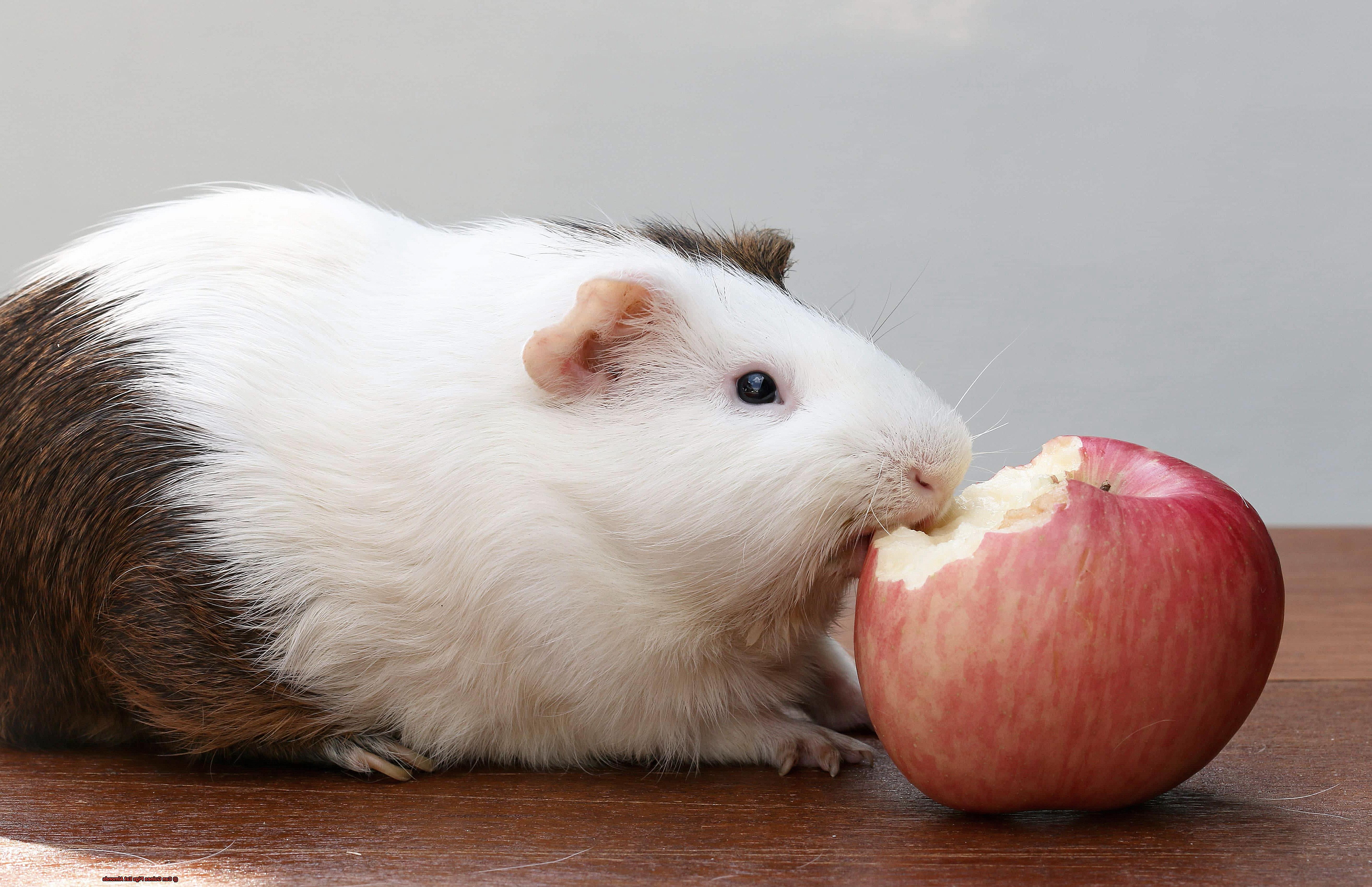 Can Guinea Pigs Eat Almonds-2