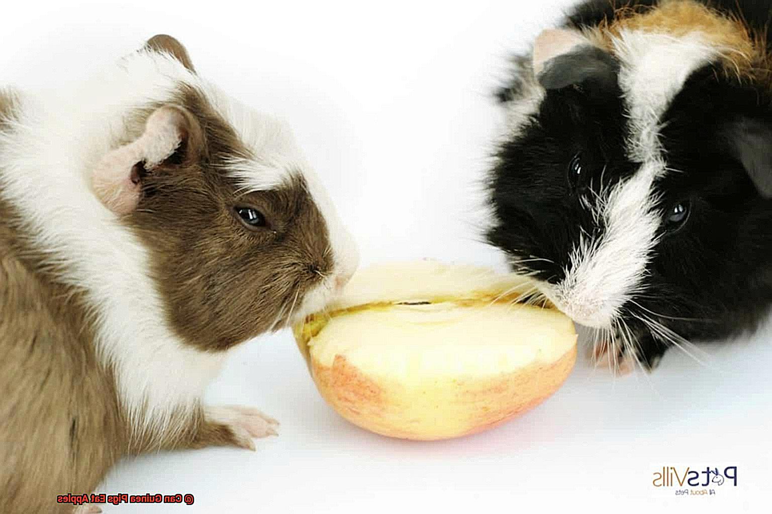 Can Guinea Pigs Eat Apples-5