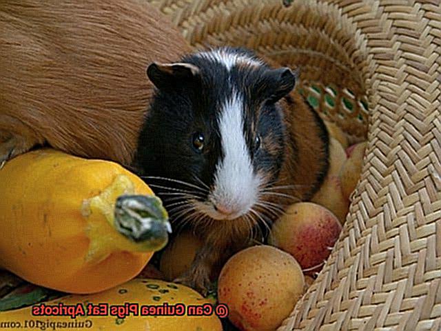 Can Guinea Pigs Eat Apricots-3