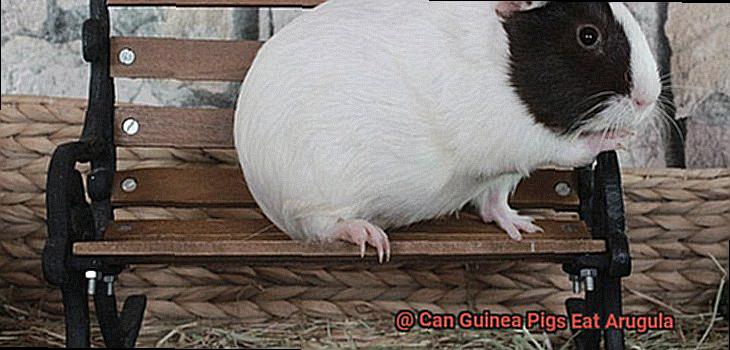 Can Guinea Pigs Eat Arugula-3