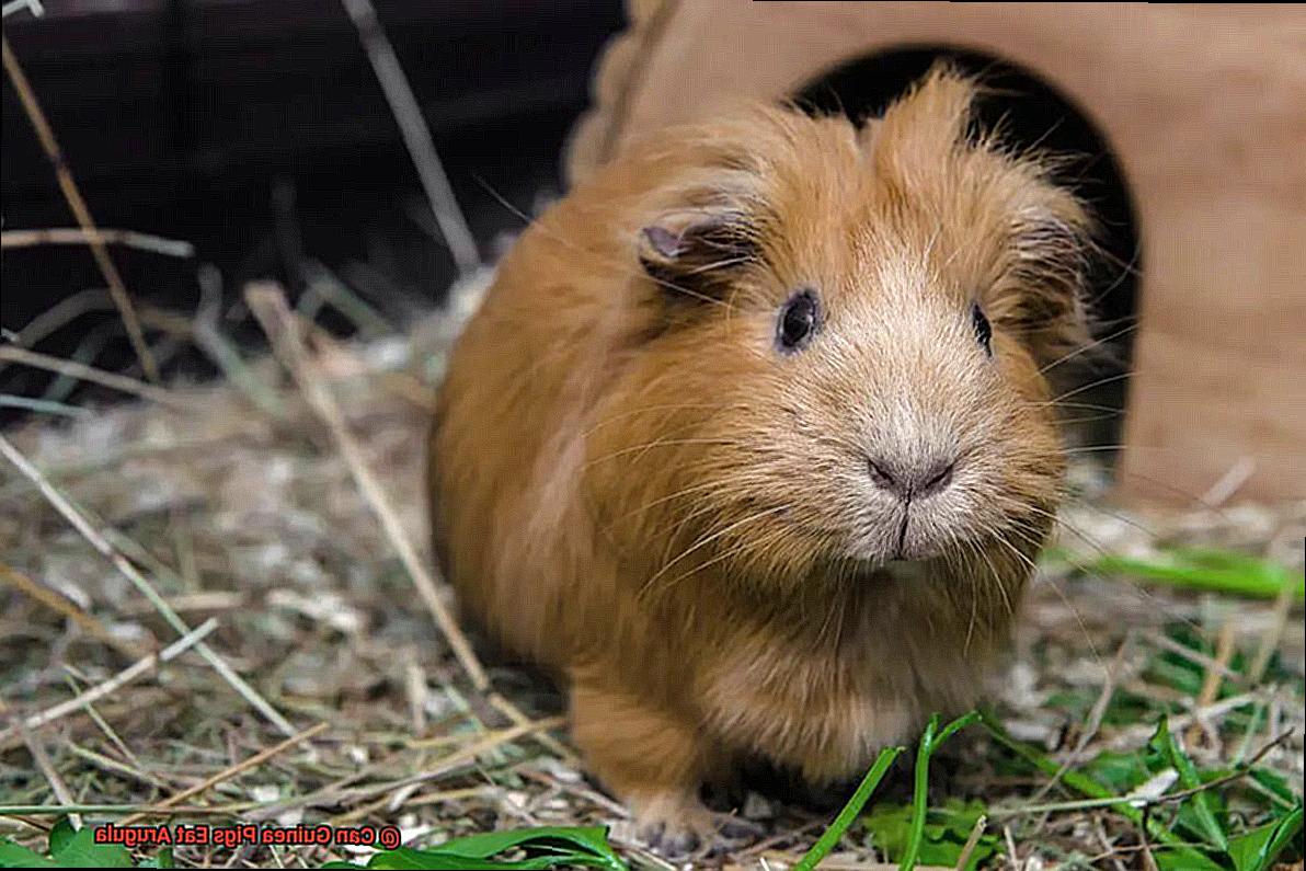 Can Guinea Pigs Eat Arugula-2