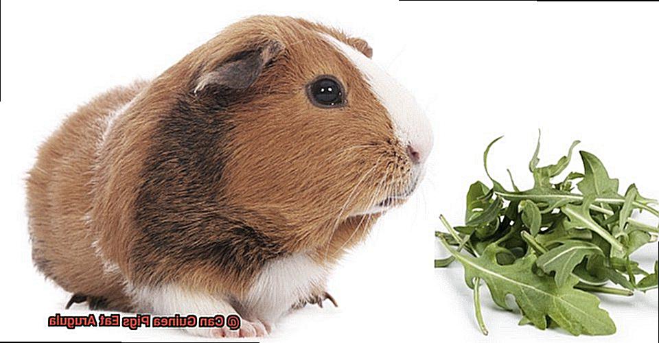 Can Guinea Pigs Eat Arugula-6