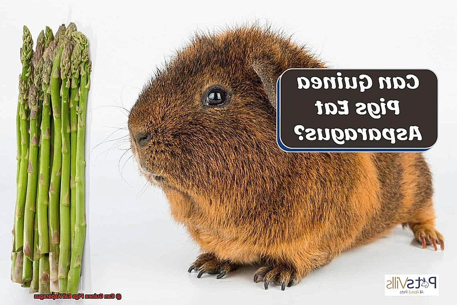 Can Guinea Pigs Eat Asparagus-2