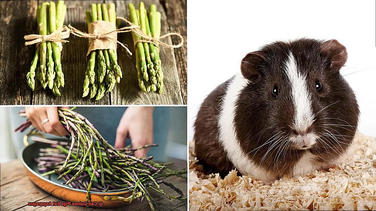 Can Guinea Pigs Eat Asparagus-5