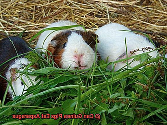 Can Guinea Pigs Eat Asparagus-4